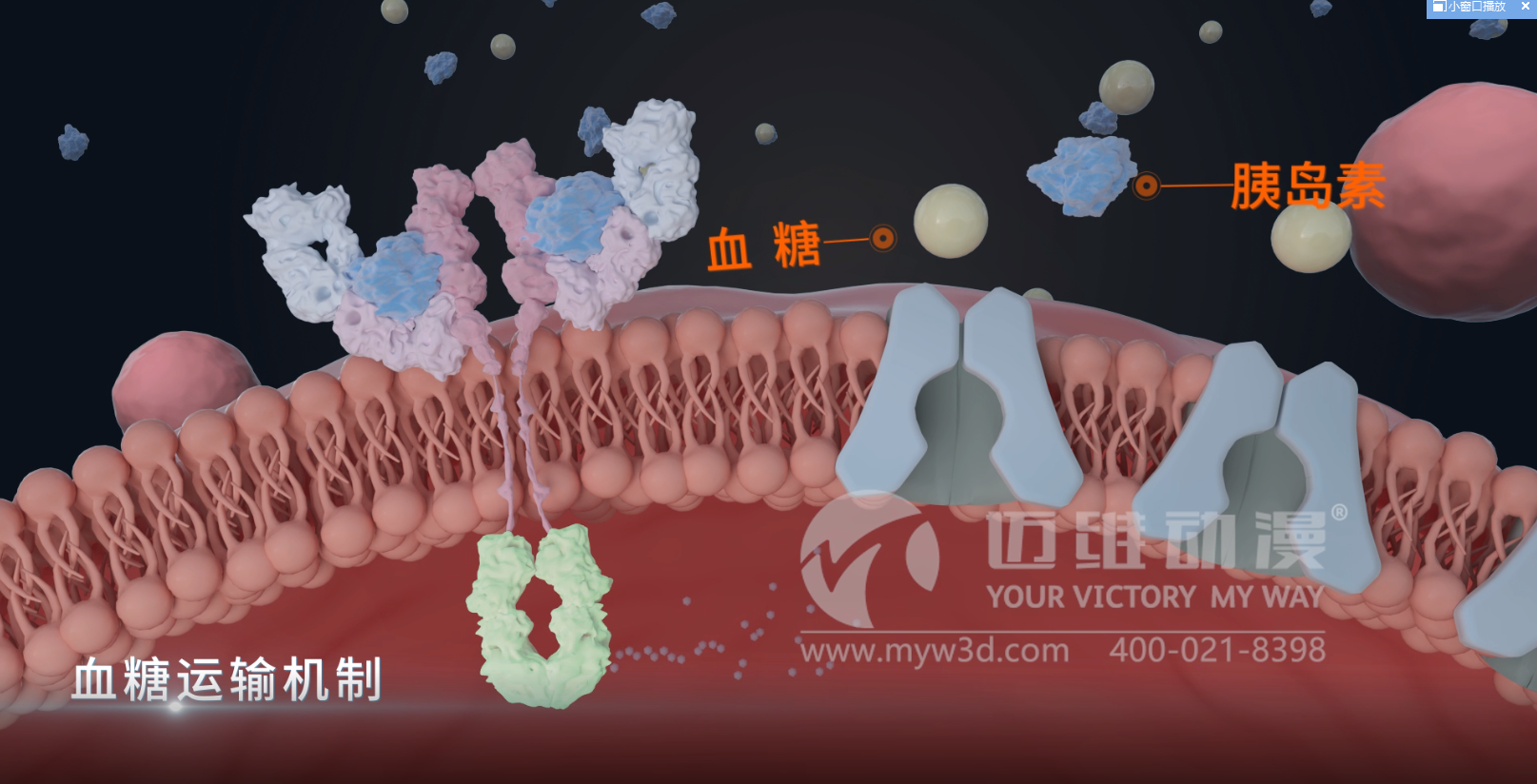 熱烈祝賀邁維動漫與杭州糖吉醫(yī)療科技有限公司圓滿完成胃轉(zhuǎn)流支架系統(tǒng)三維動畫項目合作！(圖4)